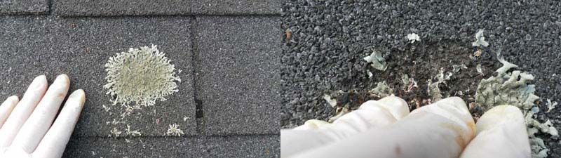 Close-up of lichen growing on asphalt shingles in central Arkansas