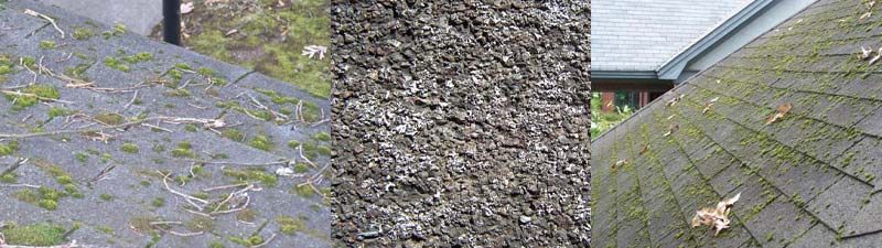 Close-up of moss growing between roof shingles in central Arkansas